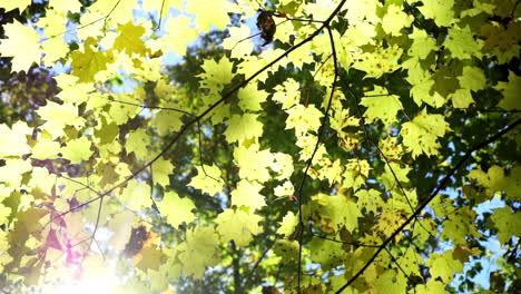 Yellow-maple-leaves-backlit-by-sun-rustle-in-a-breeze