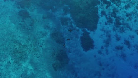 Mantarochen-Schwimmen-über-Den-Klaren-Blauen-Ozean-In-Fidschi-Mit-Korallenriff-Unter-Wasser---Luftaufnahme