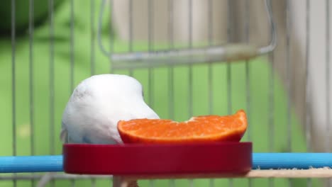 Caged-female-budgie-curiously-eating-a-slice-of-fresh-orange-fruit