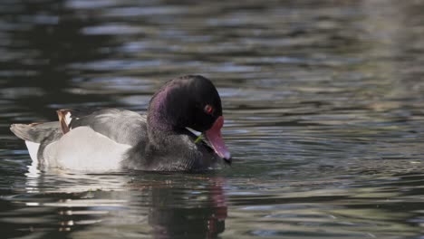 Close-up-of-rosy-billed-pochard-eating-while-swimming-in-dark-water