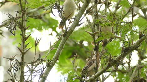 View-Of-Rufous-Naped-Wrens-Perched-On-Tree-Branch