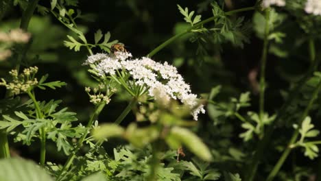 Biene-Sammelt-Pollen-Auf-Weißer-Blume-In-Freier-Wildbahn