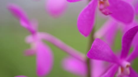 Close-Up-Footage-of-Purple-Orchid-Flower