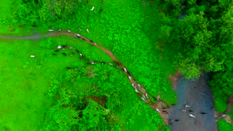 goat-crossing-river-grass-in-jungal-drone-bird-eye-view