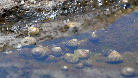 Close-up-of-sea-snails.-Static,-high-angle