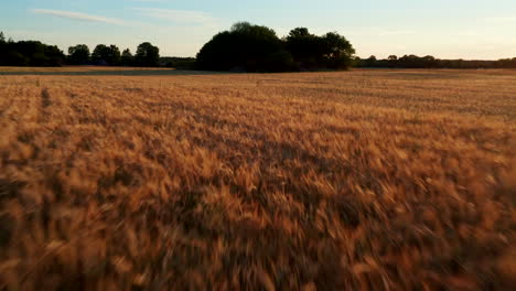 Flying-over-a-wheat-field-towards-some-trees-in-the-middle