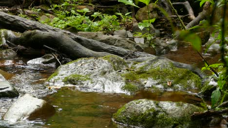 Peaceful-creek-with-rocks-and-moss-foliage-covering-the-ground