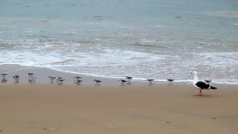 Sanderling-Flock-On-A-California-Beach