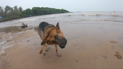dog-wags-his-wet-head-in-seawater-pet