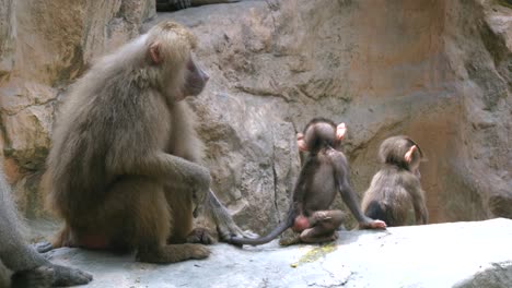 Family-Of-Hamadryas-Baboon-Sitting-On-The-Rock