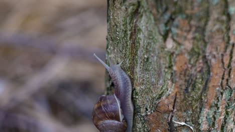 Close-up-timelapse-of-a-snail-crawling-on-the-stam-of-a-tree