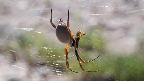 Close-up-shot-of-Golden-Silk-Orb-Weaver-Spider-on