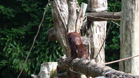 Red-fur-great-apes-orangutan-with-long-arms