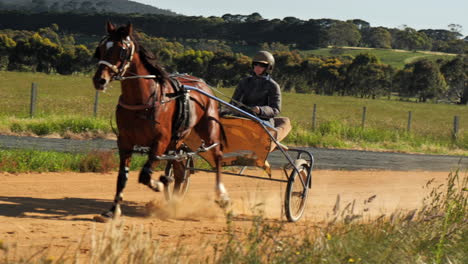 Colorful-harness-horse-training-on-track