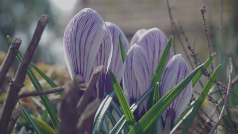 Timelapse-of-a-beautiful-Crocus-blossoming-in-the-garden-1