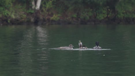 Loon-Family-eating-fish-on-an-overcast-day