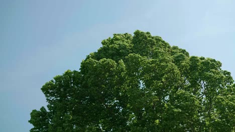 Wind-Weht-Im-Sommer-Durch-Die-Blätter-Eines-Baumes
