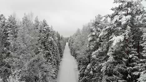 árbol-De-Navidad-En-Nieve_-Snow_tree_winter_coldwinter_beautifulwinter_dronshots