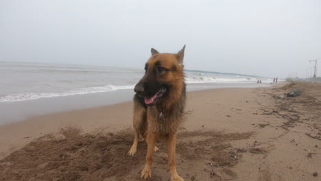 german-shepherd-dog-standing-on-the-beach-pet