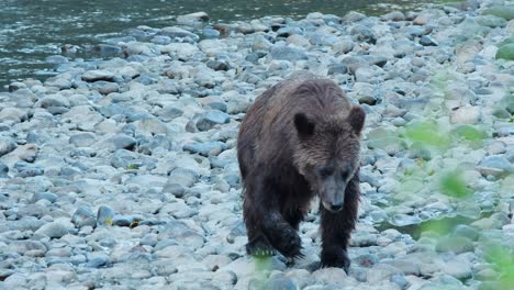 Wet-Grizzly-bear-walks-upstream-on-smooth-river