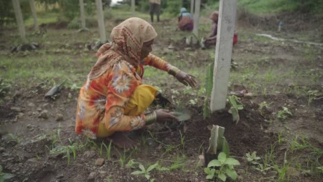 Indian-farmer-digging-the-ground-to-cultivate-saplings