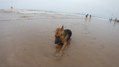 german-shepherd-dog-lying-on-the-beach-K