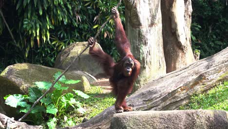 Orangután-De-Los-Grandes-Simios-En-Solitario-Con-Una-Postura-Corporal-Funky