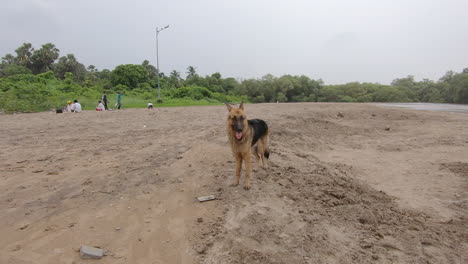 cute-dog-running-on-the-beach-sand-german