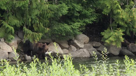 Grizzly-bear-pulls-dead-salmon-from-river-and