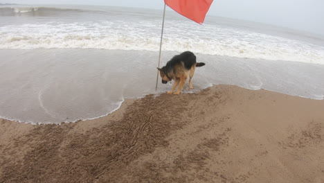 dog-scratching-the-beach-sand-K-videos-animal
