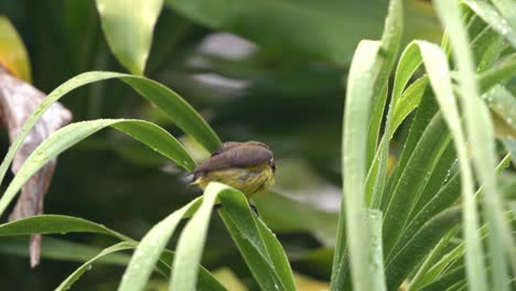 Erwachsener-Männlicher-Nektarinen-Sonnenvogel-Nectarinia-Jugularis-Mit-Nach-Unten-Gekrümmtem-Rücken