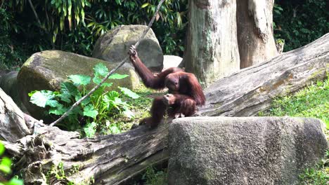 Curious-great-apes-orangutan-pongo-pygmaeus-sitting-on