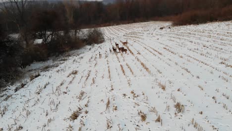 Aerial-View-of-Deer-in-Snowy-Field