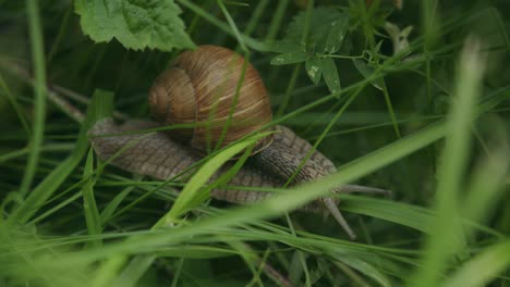 Beautiful-large-snail-with-brown-ringed-shell-whorl