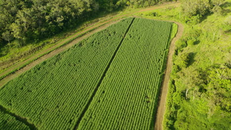 Aerial-View-Over-Green-Cane-Field-On-Rural