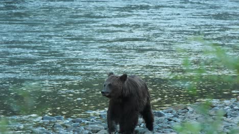 Grizzly-bear-walks-up-rocky-river-bank-defocused