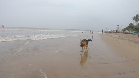 Hund-Springt-Am-Strand-Haustierfreunde-K