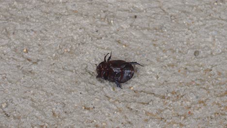 A-brown-bug-lying-on-his-back-on-the-pavement,-trying-to-turn-around