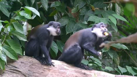 Pair-Of-L'Hoest's-Monkey-Eating-Fruits-While-Sitting-On-Tree-Log