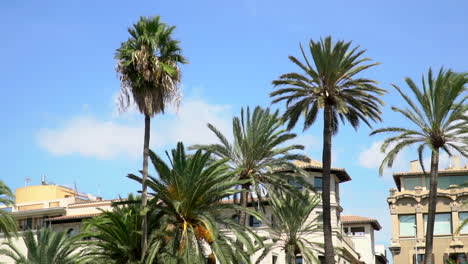Palm-trees-in-the-city-in-front-of