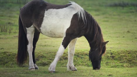 A-Black-and-white-horse-is-grazing-in-the-lush-green-pasture,-moving-graciously
