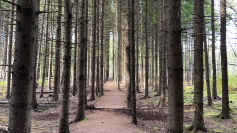Narrow-path-between-dry-spruce-forest-with-trees