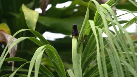 Kleiner-Männlicher-Nektarinen-Sonnenvogel-Nectarinia-Jugularis-Mit-Nach-Unten-Gekrümmtem-Rücken