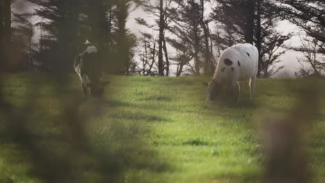 Two-black-and-white-cows-grazing-on-a-lush-green-pasture