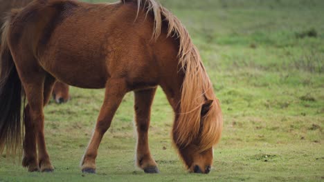 A-close-up-shot-of-the-young-brown-mare-grazing-in-a-lush-green-pasture