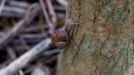 Close-up-timelapse-of-a-snail-crawling-on-the-stam-of-a-tree-1