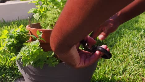 Pruning-fresh-mint-out-of-the-pot