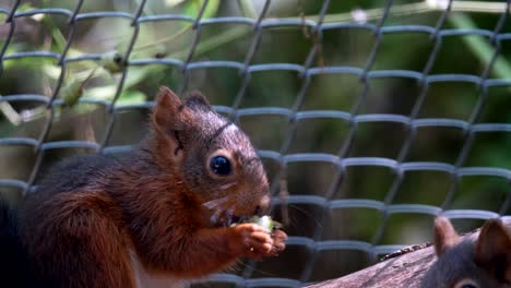Close-up-shot-of-Hungry-Little-Squirrels-eating-snack-outdoors-in-nature-during-sunlight