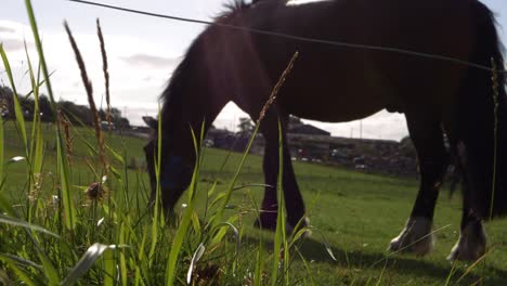 Lush-grass-in-meadow-with-horse-grazing-in-background-panning-shot