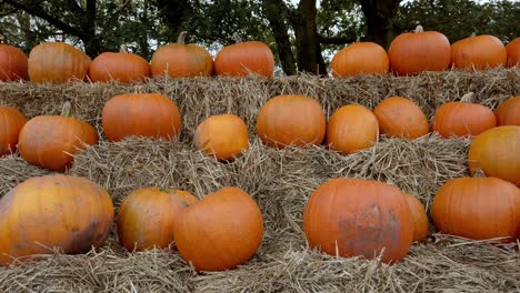 Close-up-static-shot-of-prize-halloween-pumpkins-displayed-on-hay-bales